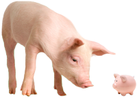 Pig looking at a piggy bank